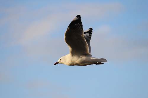 bird high-speed camera tilt-shift lens photography of white bird in flight wings